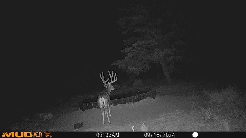 34.1 buck