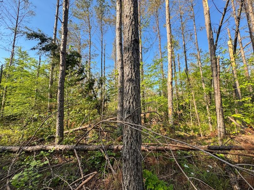 Tallahatchie 44 Newman (Crowden) Wide-18