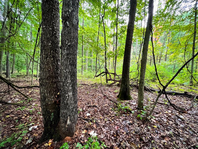 Ontario_16.2_Eddington Photo 18