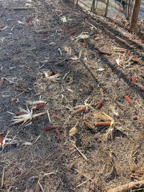 Pender NC 382 - Edits-60