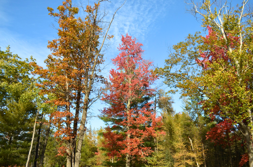 Screenshot 2025-11-14 at 11.31.05 AM