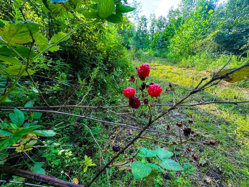 Lewis, WV 82.87 AC Barger-102