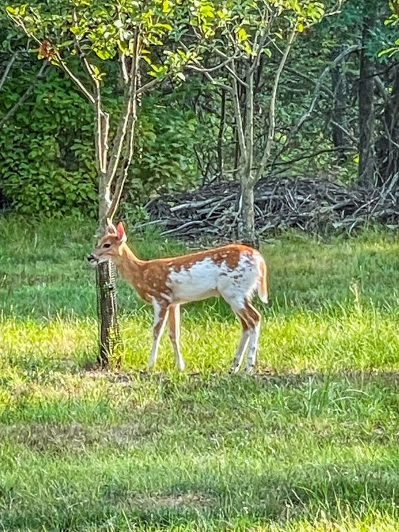 Juneau 27 Wiesner -008