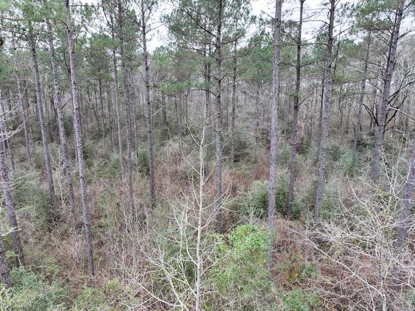 dji_fly_20260217_133316_0126_1771436926416_photo