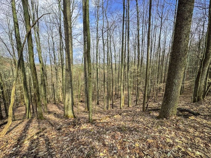 Ritchie, WV 206.08 AC Curriden-44