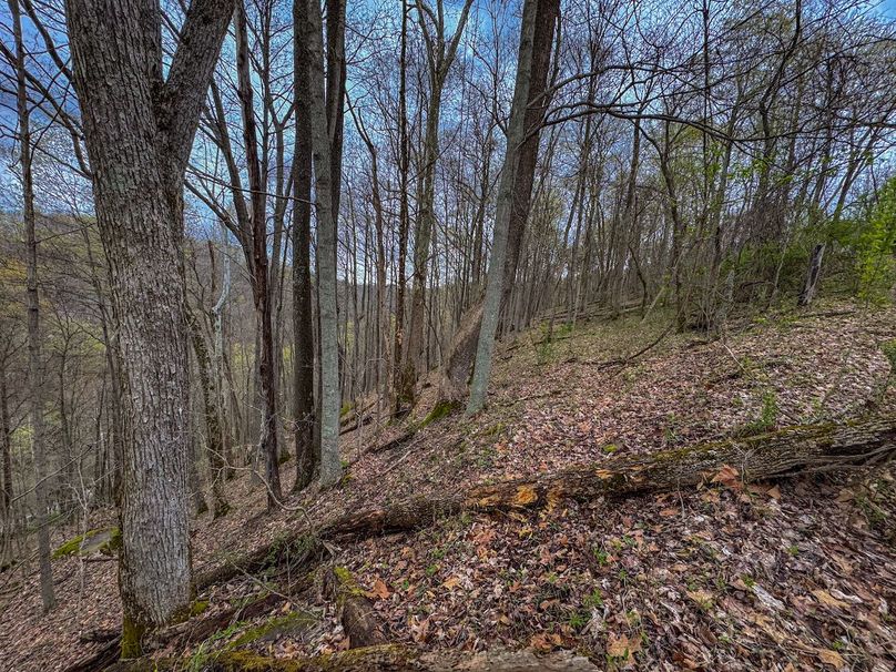 Wirt, WV 39.564 AC Full-17