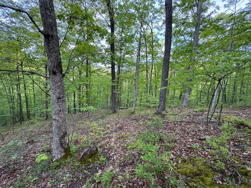 Wirt, WV 145.69 AC 273 Wildflower-39
