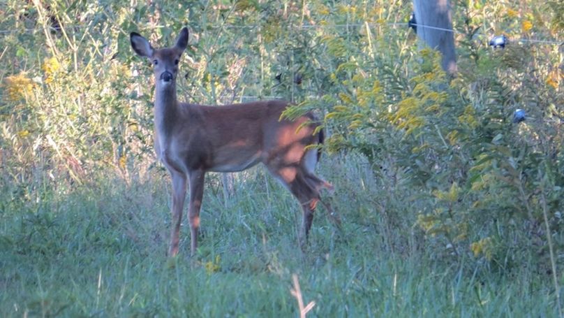 zdeer east pasture