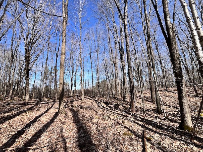 Lewis_26_Somberg Photo 15