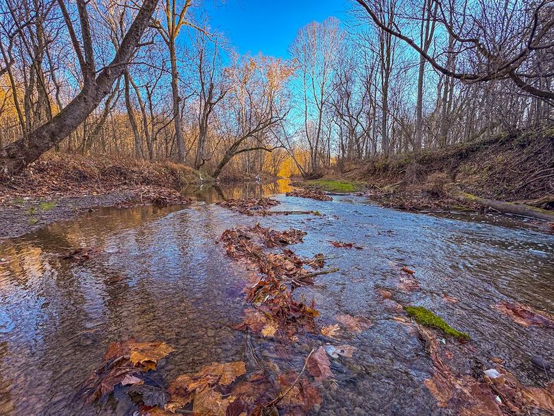 Pleasants_Wood 169.97 AC Cokeley-19