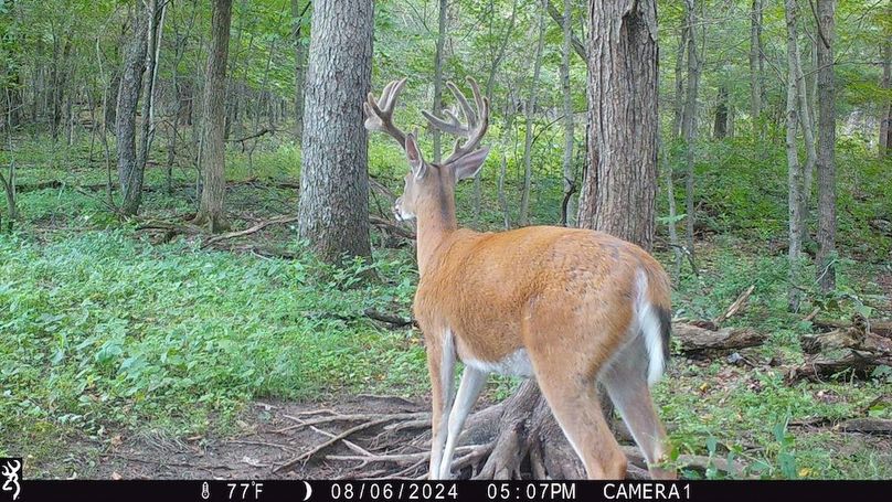 Sauk 174 Trailcam - 25
