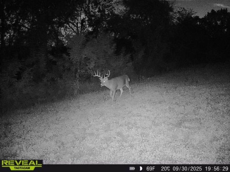 deer pic 7-2
