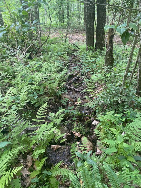 Swain 39 Tysinger-05