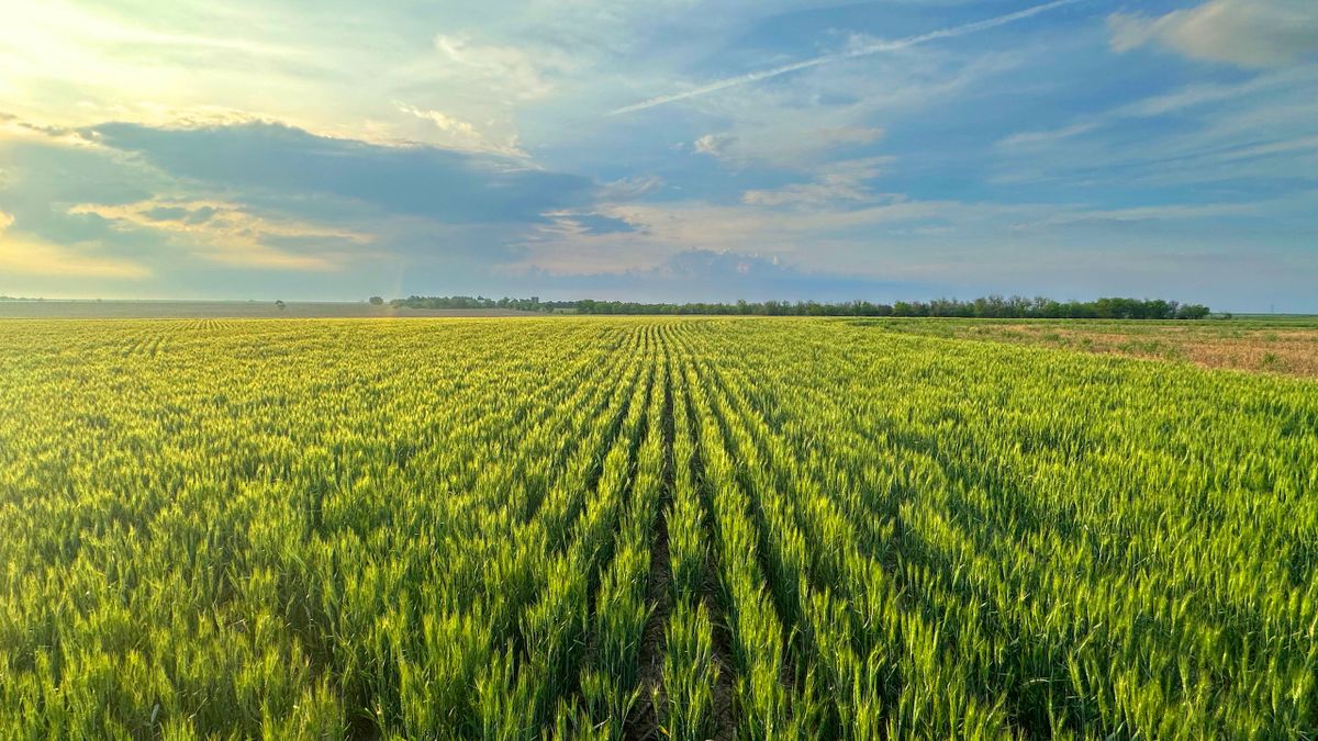 Large Cropland Offering In Central Kansas Whitetail Properties