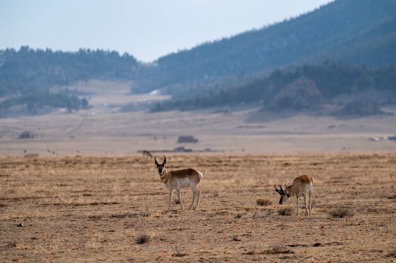 029 - Pronghorn on Runway