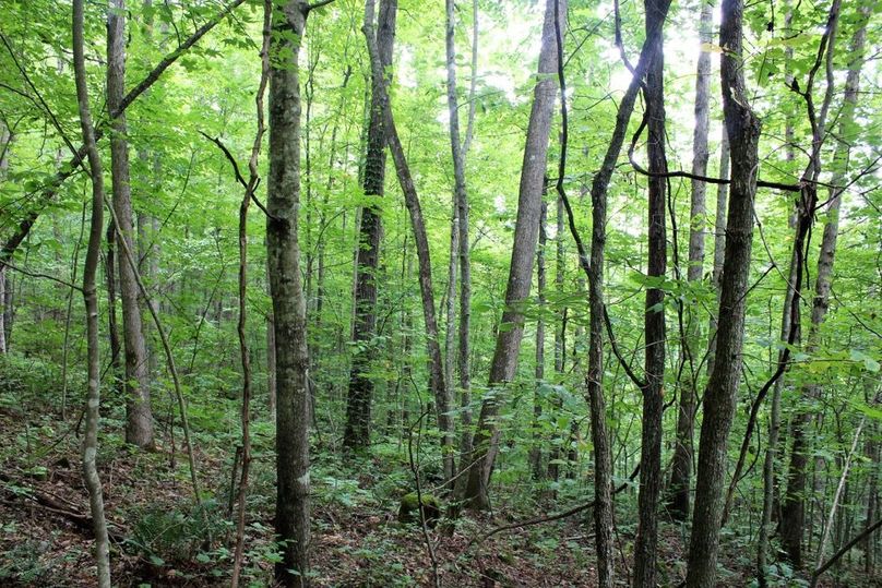 022 forested valley hillside near the middle of the property