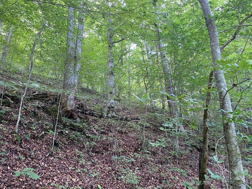 015 the forest area along the northeast area of the property