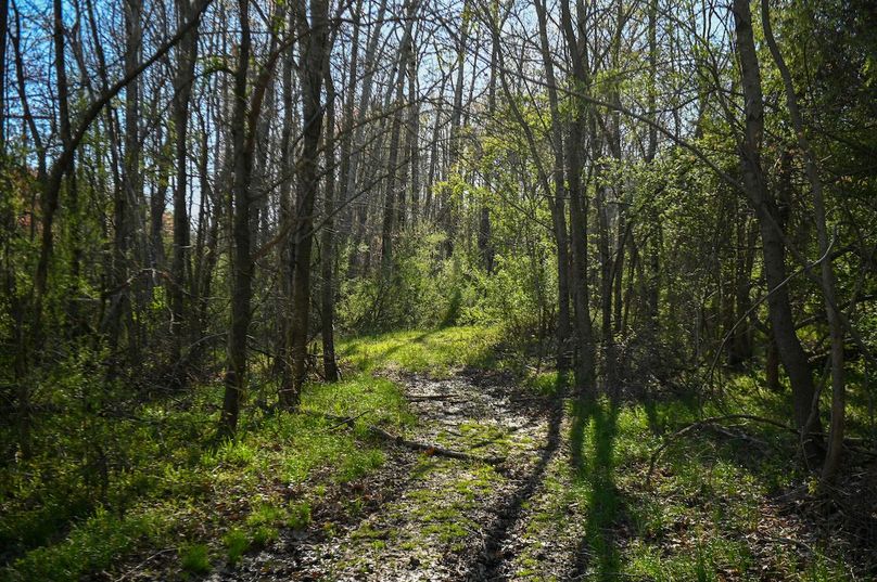 vandalia 450 (2)-2470