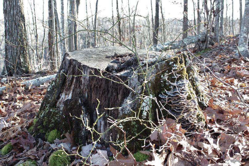004 one of the old stumps from the latest timber harvest