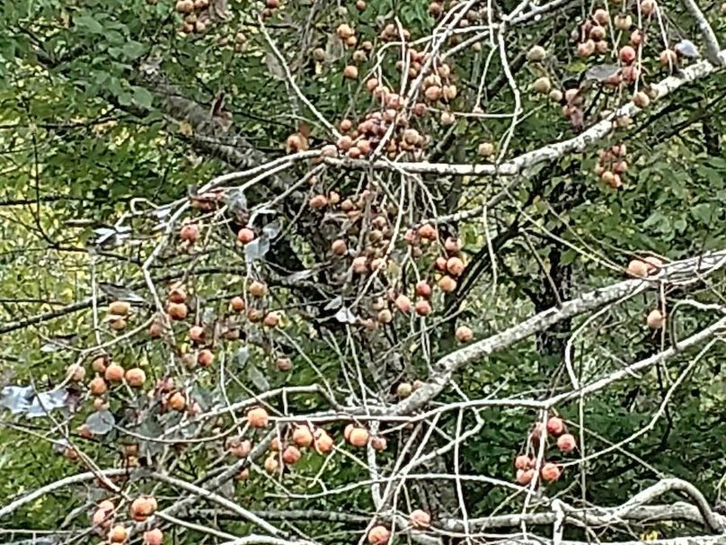 IMG_20171008_113418432