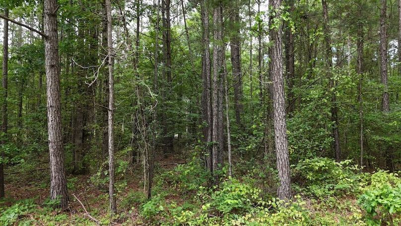 dji_fly_20250715_100444_0556_1752589215912_photo