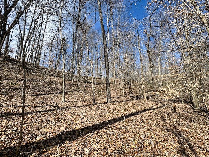 009 nice open timber ground