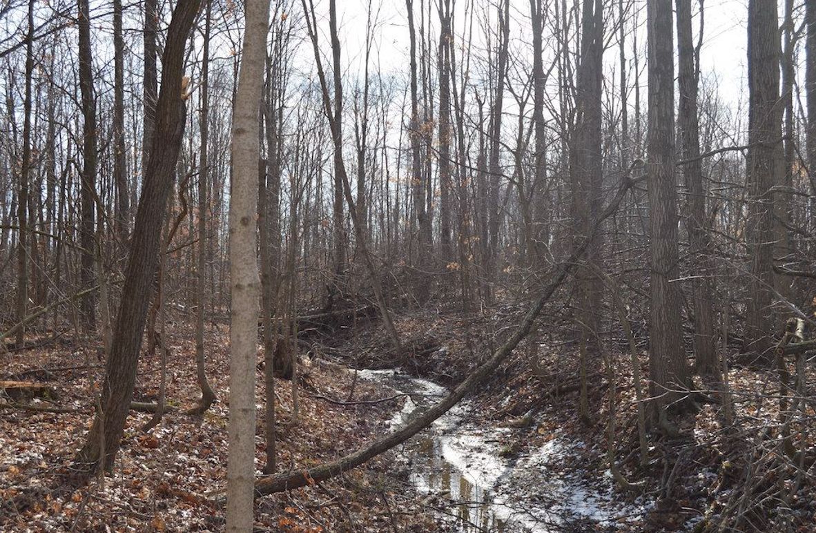 creek looking east