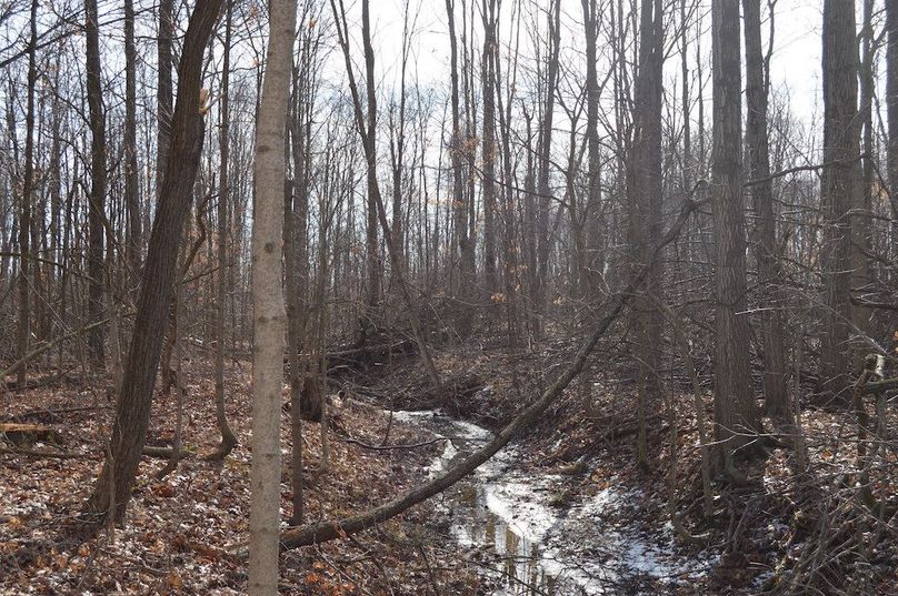 creek looking east