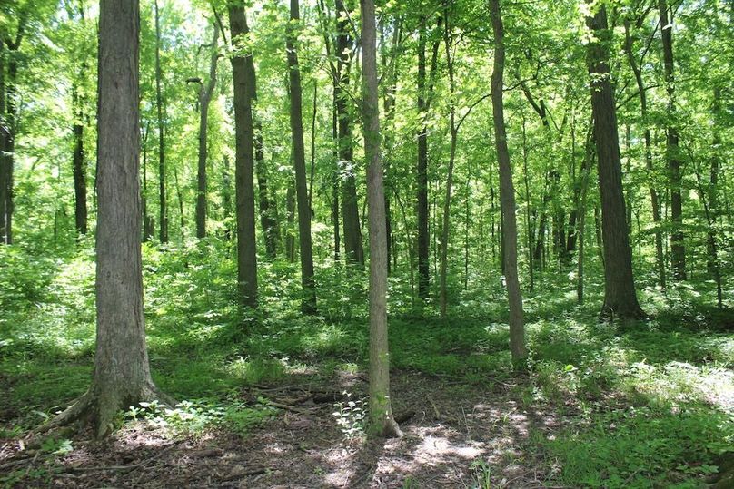trail 36