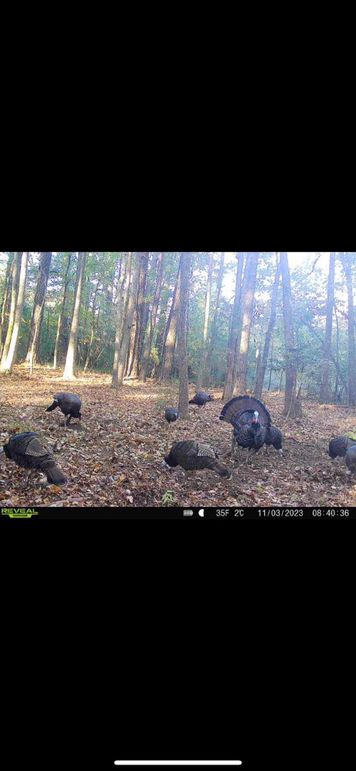 4-TrailCam