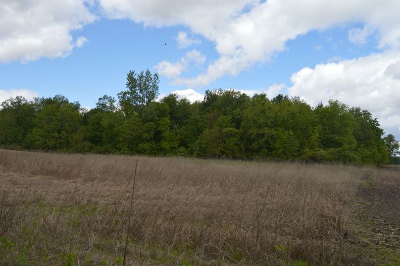 View looking north at large woods