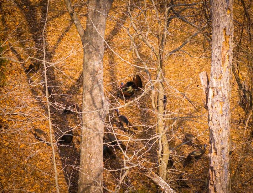 Gibson County Tract 2-13