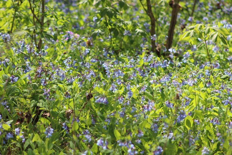 virginia blue bells in spring 3