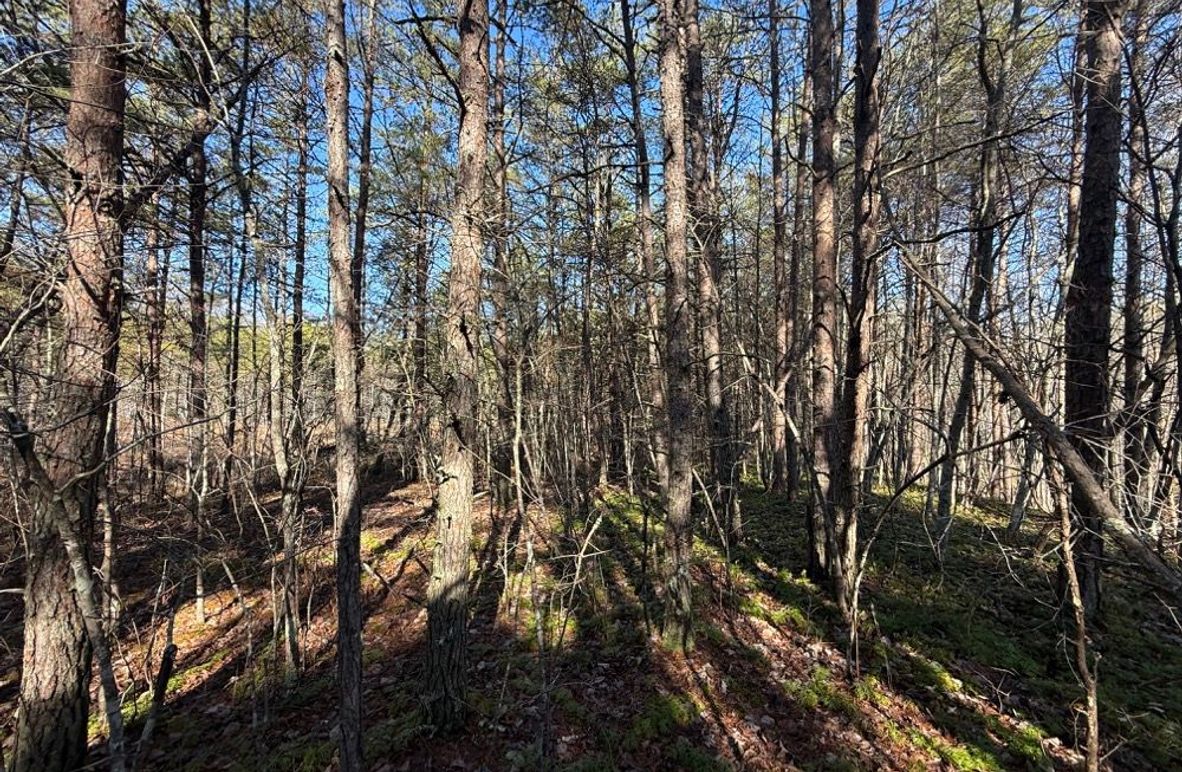 005 the pine forest grove providing shade in the summer