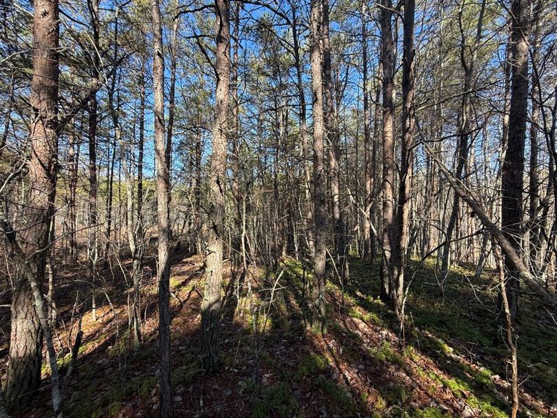 005 the pine forest grove providing shade in the summer