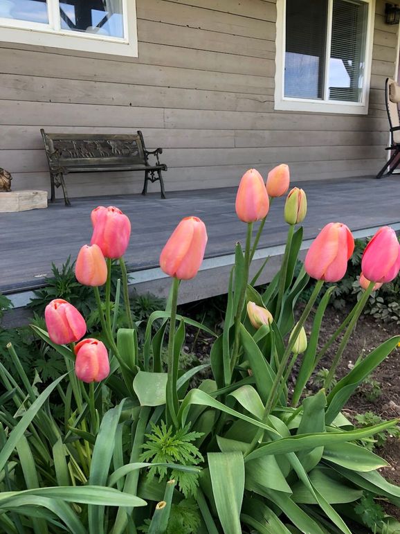 Tulips front yard
