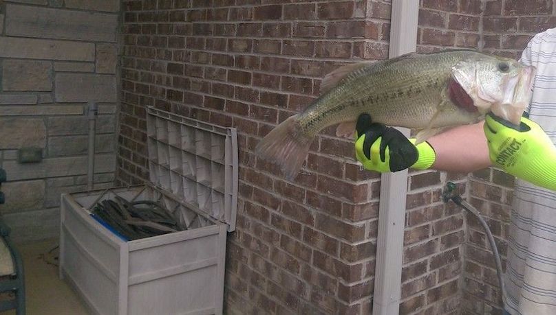 bass(1)