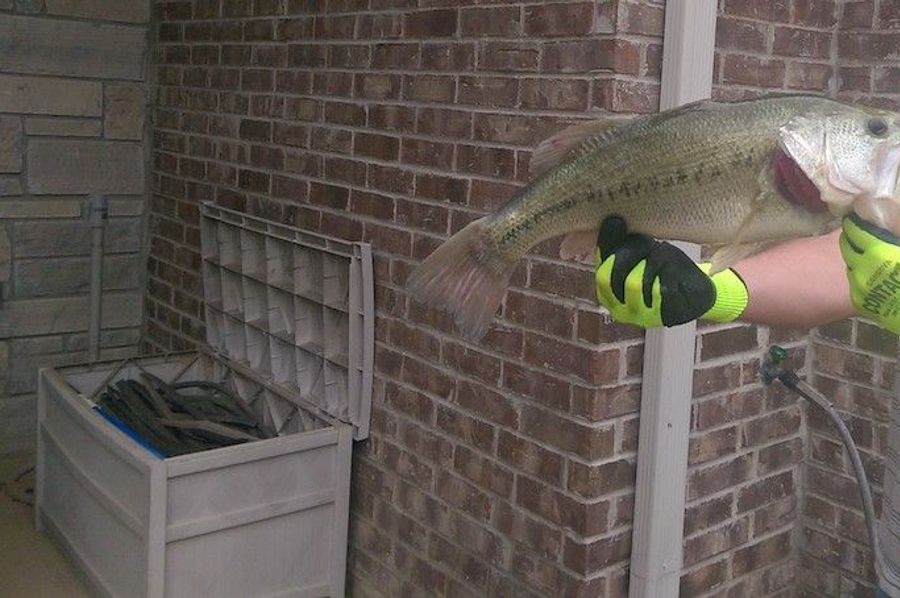 bass(1)