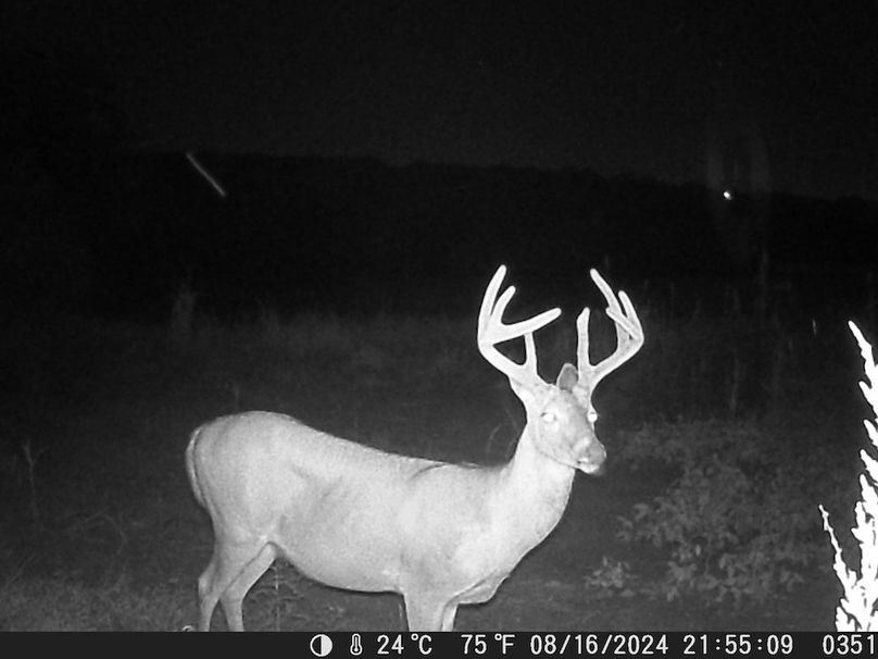 Trail Cam 2