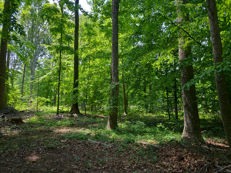 26.48ac_McKenneyLn_QAnnes_24