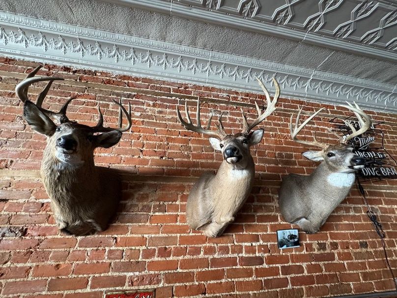 Copy of Trailcam6
