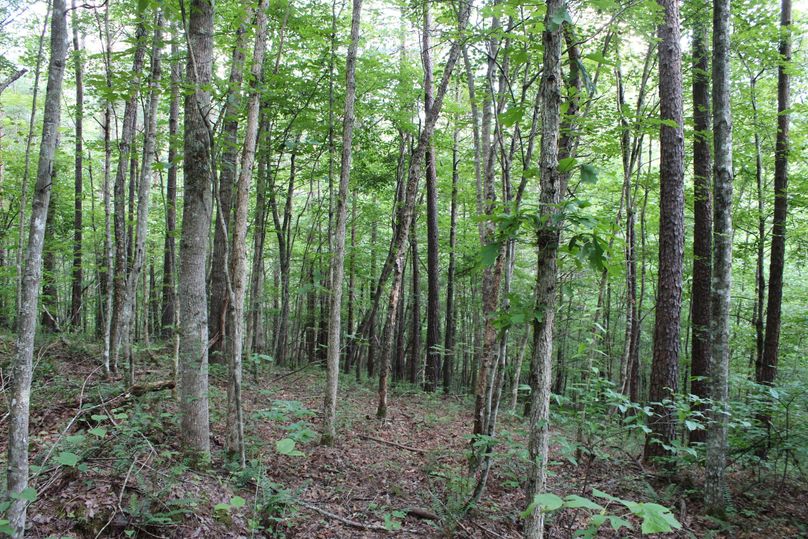 013 open understory forested area in western area of the property