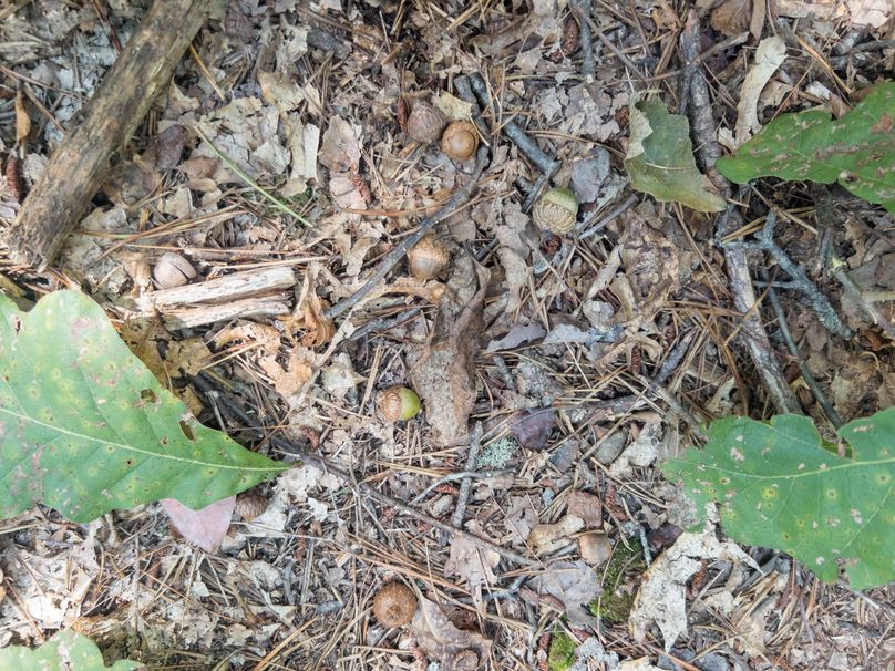 14_13.39_Alleghany_VA