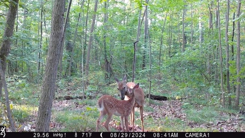 Trail Cam.17