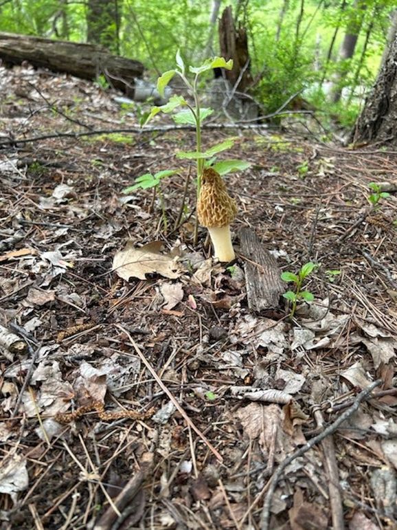 Morel Mushroom