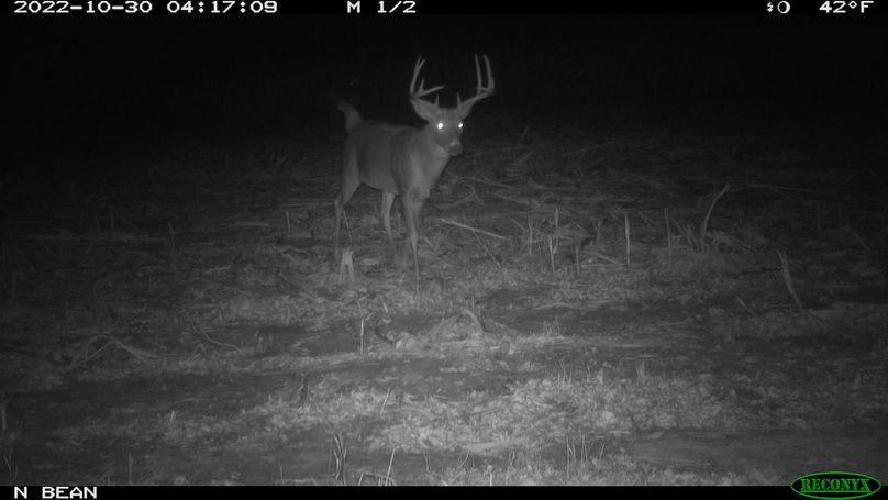 short brow 10 N bean