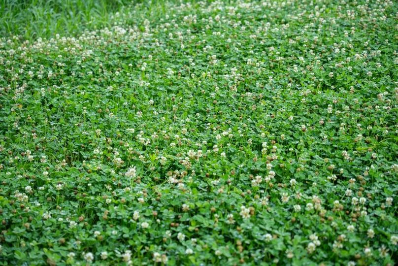 LivingstonMI41.75-178