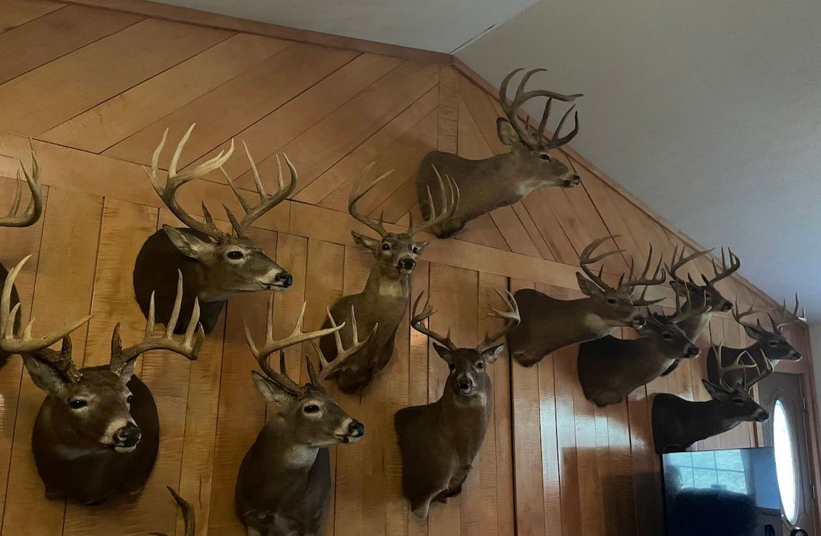 big buck wall