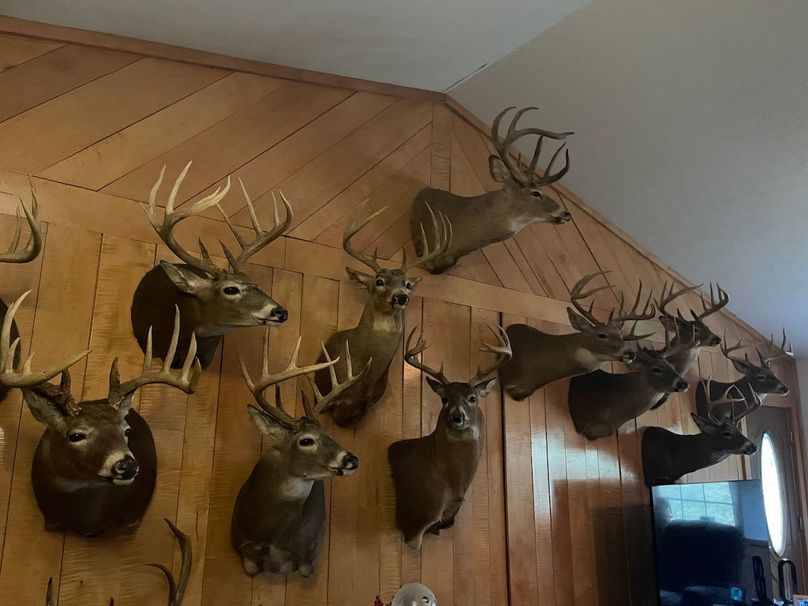 big buck wall