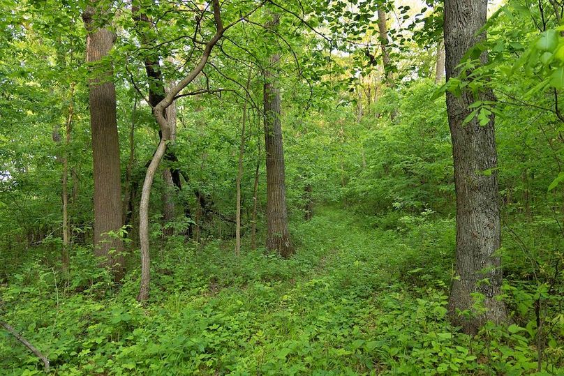 woods dense with mature trees